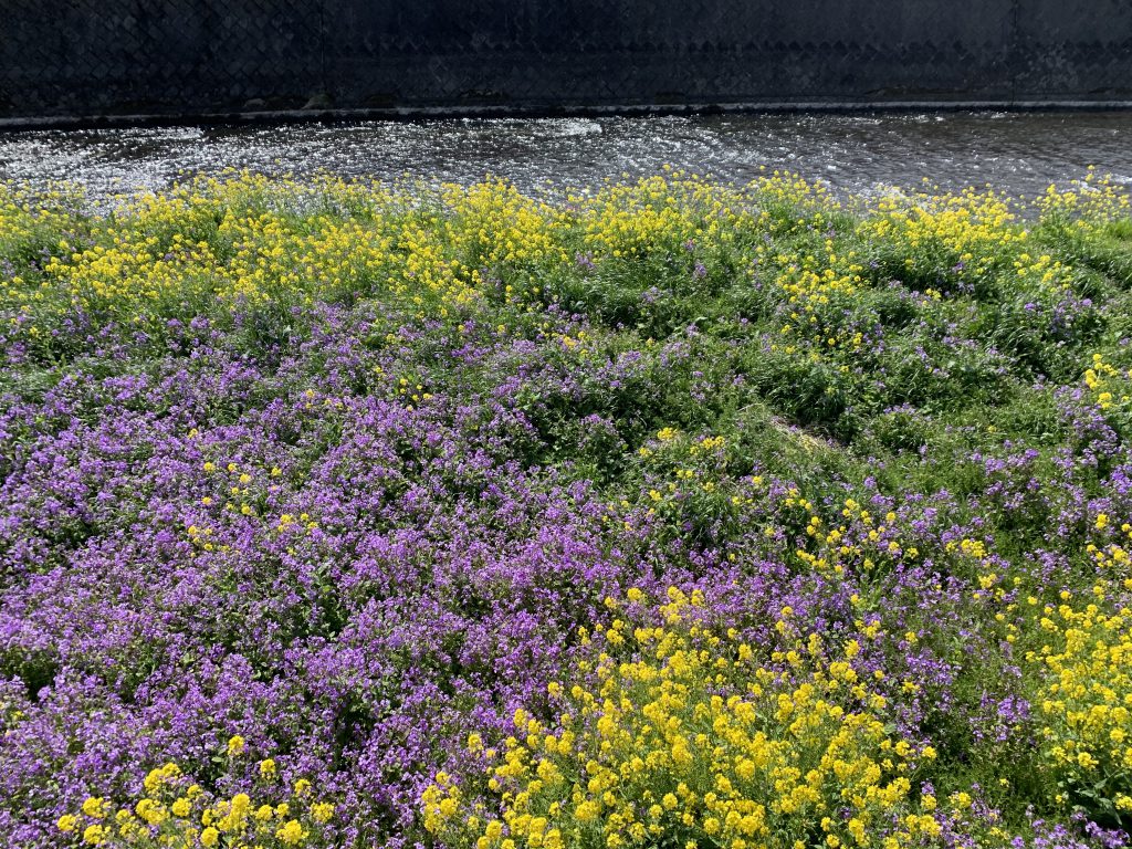 菜の花と紫花菜 全館空調の住宅なら自由設計のアトリエ宮 群馬県前橋市